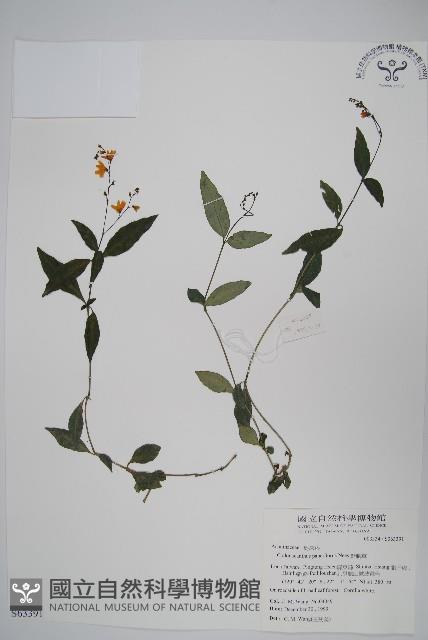 針刺草藏品圖，第1張