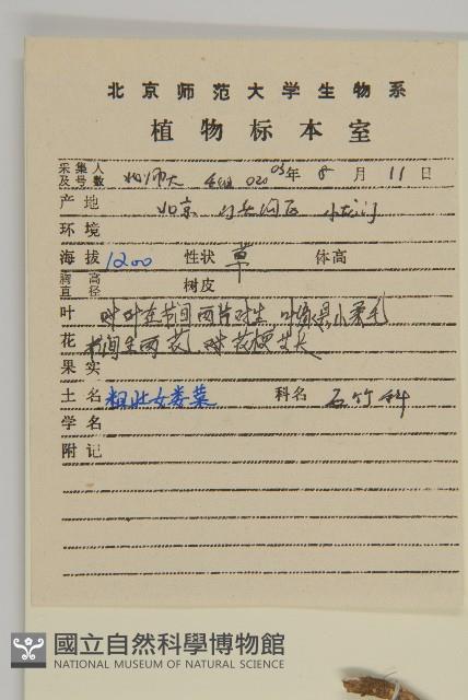 堅硬女婁菜藏品圖，第2張