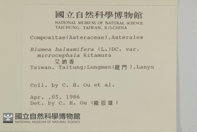 艾納香藏品圖，第2張