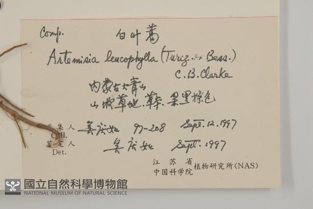 白葉蒿藏品圖，第2張