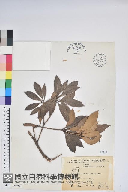 臺灣馬醉木藏品圖，第1張