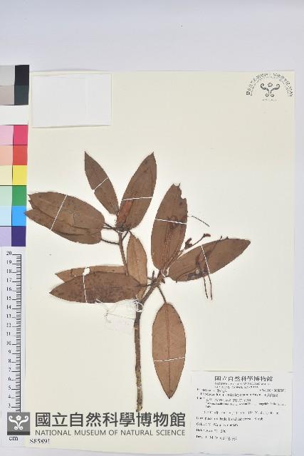 玉山杜鵑藏品圖，第1張