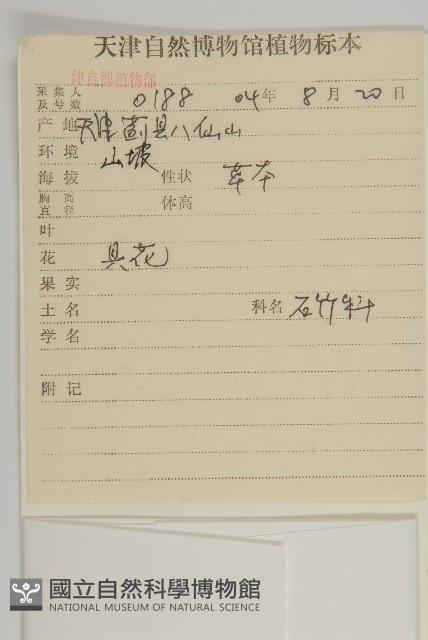 堅硬女婁菜藏品圖，第2張