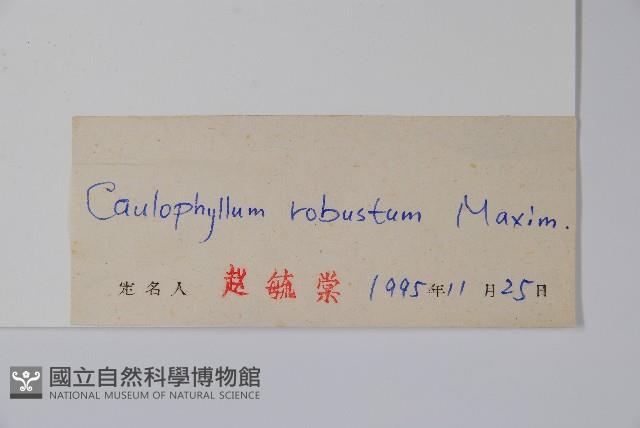 紅毛七藏品圖，第2張