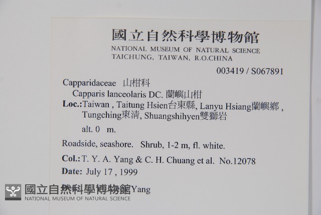 蘭嶼山柑藏品圖，第2張