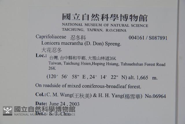 大花忍冬藏品圖，第2張