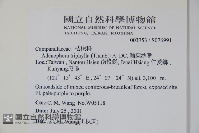 輪葉沙參藏品圖，第2張