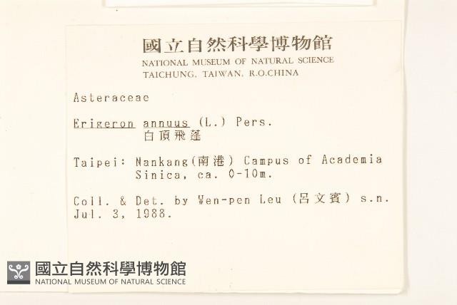 白頂飛蓬藏品圖，第2張