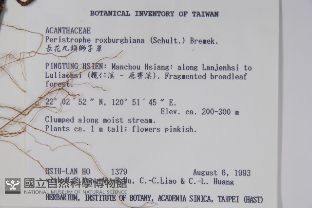 長花九頭獅子草、山藍藏品圖，第2張