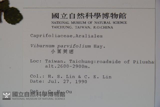 小葉莢迷藏品圖，第2張