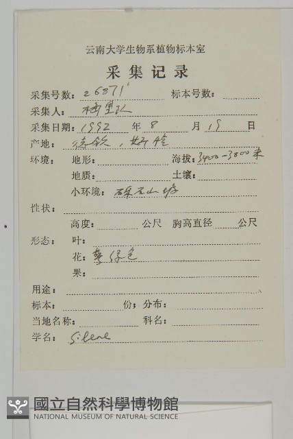 尼泊爾繩子草藏品圖，第2張