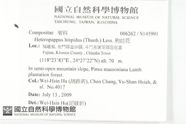 狗娃花藏品圖，第2張