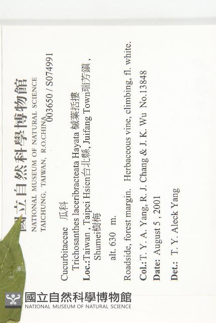 槭葉括摟藏品圖，第2張