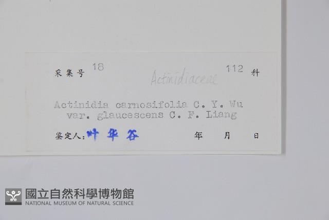 奶果獼猴桃藏品圖，第2張