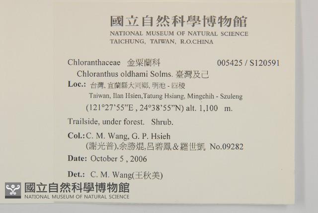 草珊瑚、紅果金粟蘭藏品圖，第2張