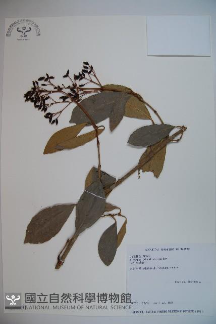 珊瑚樹藏品圖，第1張