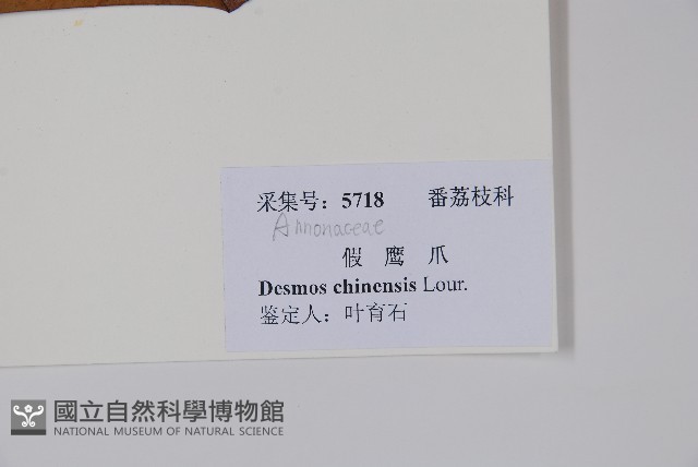 假鷹爪藏品圖，第2張