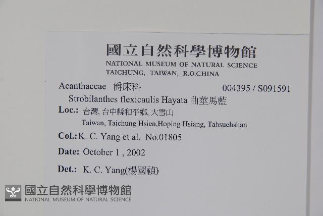 曲莖馬藍藏品圖，第2張