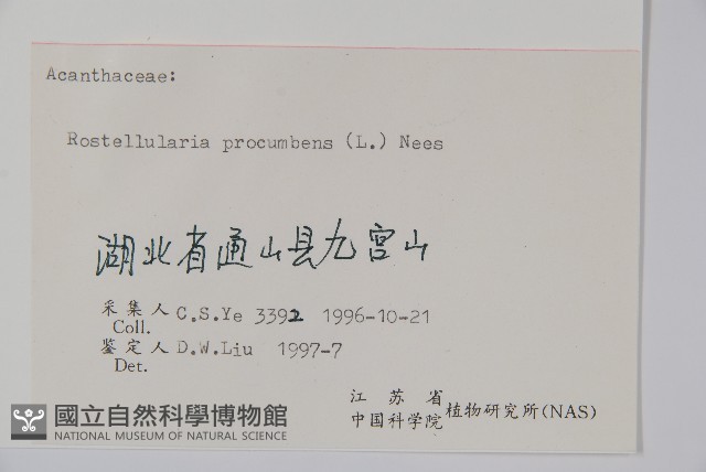 爵床、六角英藏品圖，第2張
