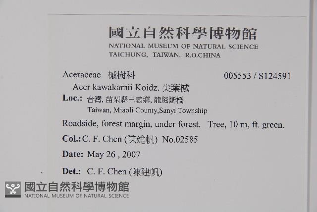 尖葉槭藏品圖，第2張