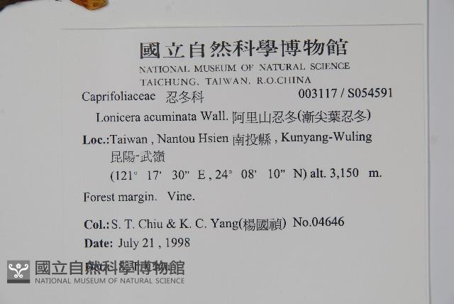 阿里山忍冬、漸尖葉忍冬藏品圖，第2張