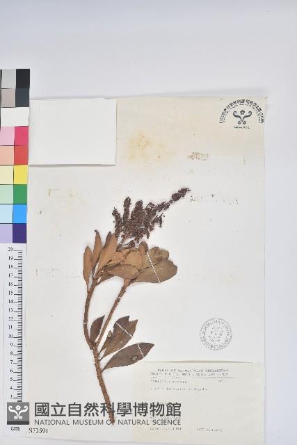 Formosa Pieris Collection Image