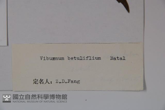 樺葉莢迷、玉山莢迷藏品圖，第2張