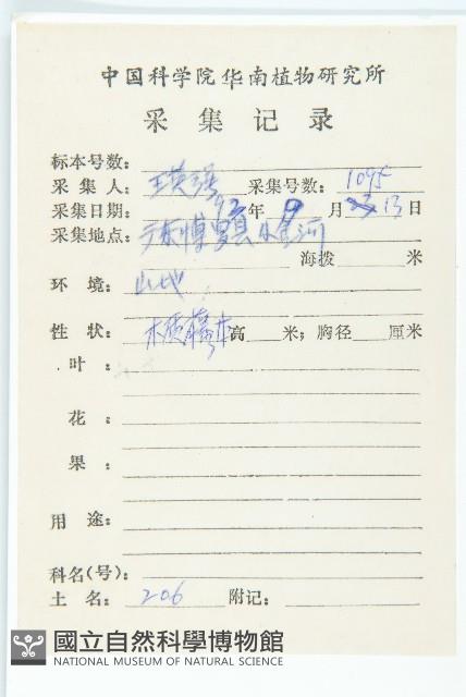 紅葉藤藏品圖，第2張