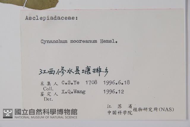 毛白前藏品圖，第2張