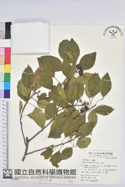 白臼藏品圖，第1張