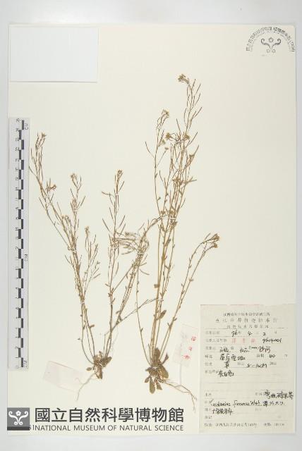 Small-leaved bittercress Collection Image, Figure 1, Total 2 Figures