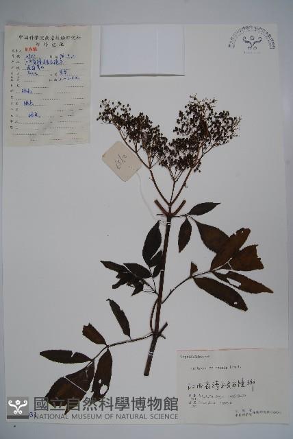 冇骨消藏品圖，第1張