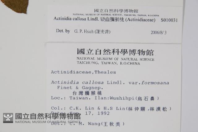 硬齒獼猴桃藏品圖，第2張