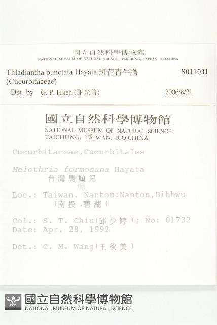 斑花青牛膽藏品圖，第2張