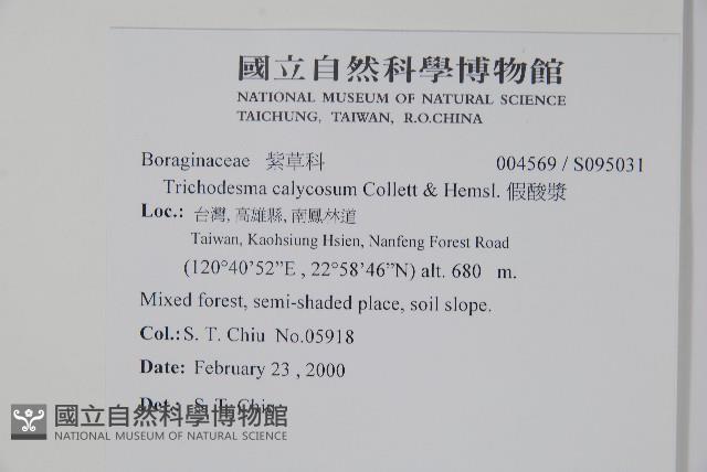 假酸漿藏品圖，第2張