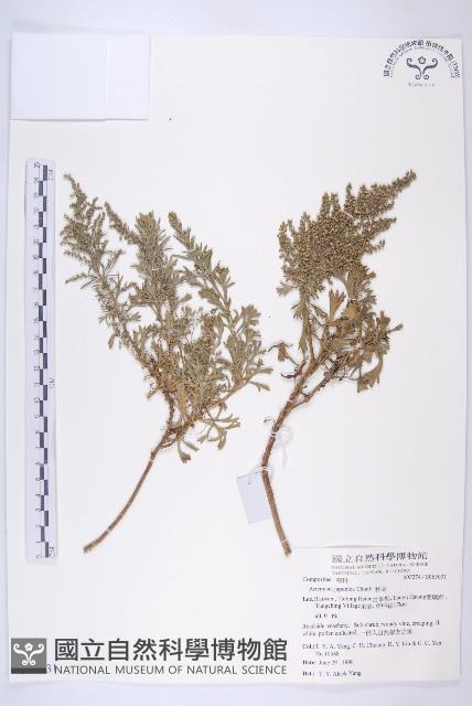 牡蒿藏品圖，第1張