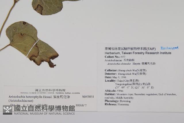 異葉馬兜鈴藏品圖，第2張