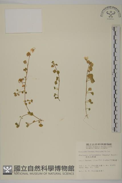 阿里山繁縷藏品圖，第1張