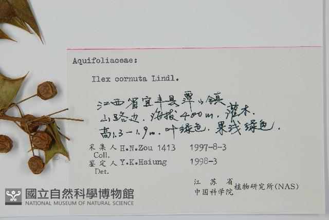 枸骨藏品圖，第2張