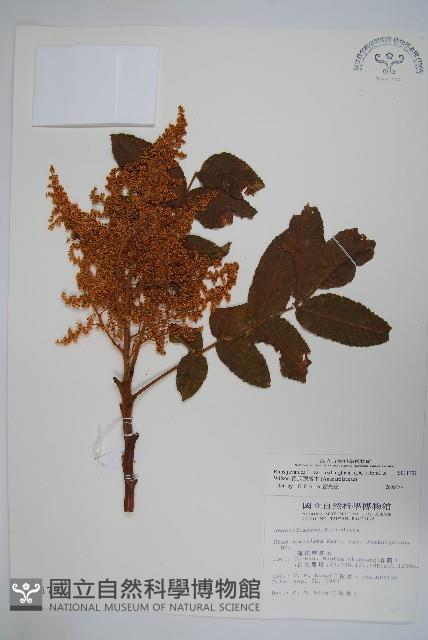 羅氏鹽膚木藏品圖，第1張