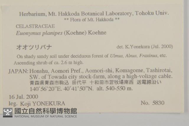 短翅衛矛藏品圖，第2張