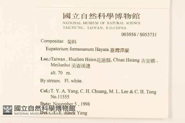 臺灣澤蘭藏品圖，第2張