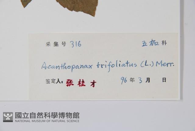 Three-leaved acanthopanax Collection Image, Figure 2, Total 2 Figures