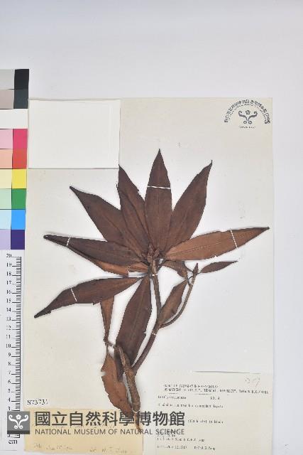 西施花、青紫木藏品圖，第1張