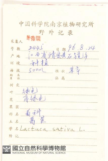 萵苣、蒿菜藏品圖，第2張