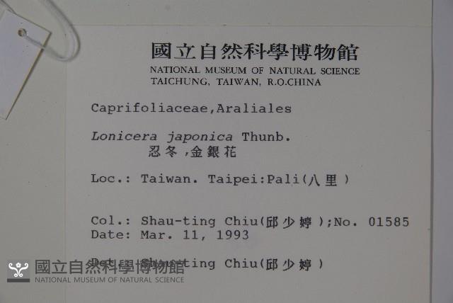 忍冬、金銀花藏品圖，第2張