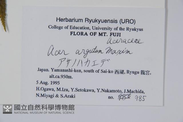 銳齒槭藏品圖，第2張