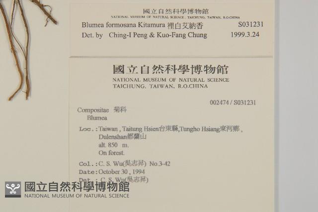 裡白艾納香藏品圖，第2張