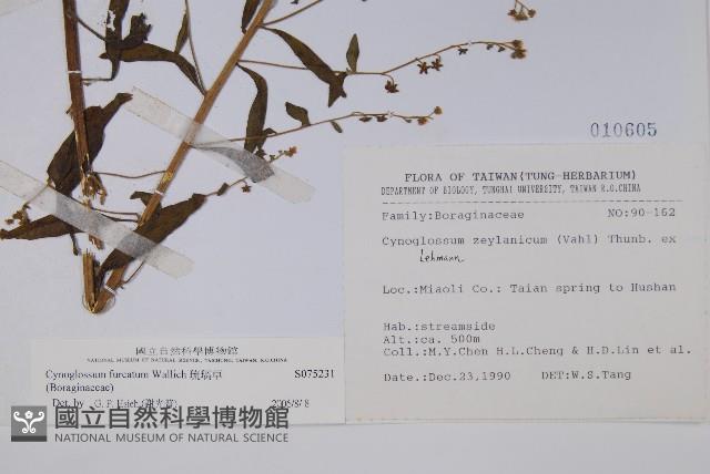 琉璃草藏品圖，第2張