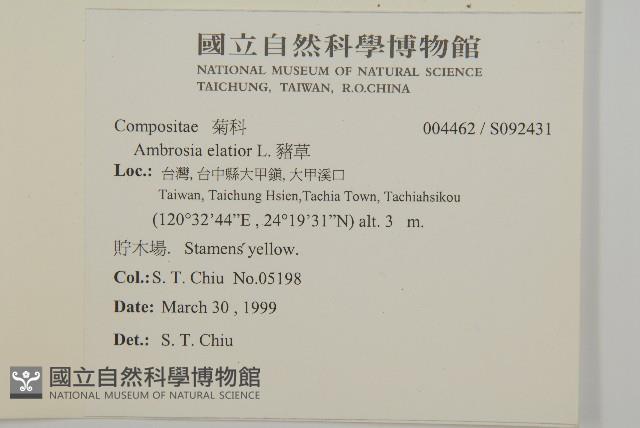 豬草藏品圖，第2張